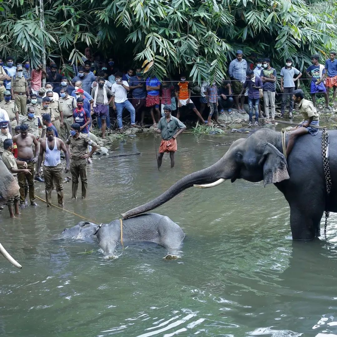 大象|救命！她到死都不知道做错了什么……