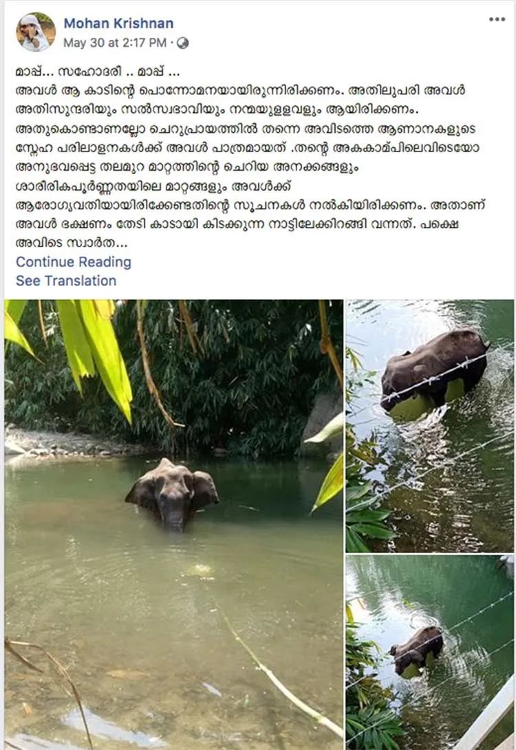 大象|救命！她到死都不知道做错了什么……