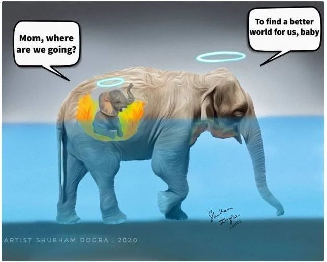 大象|救命！她到死都不知道做错了什么……