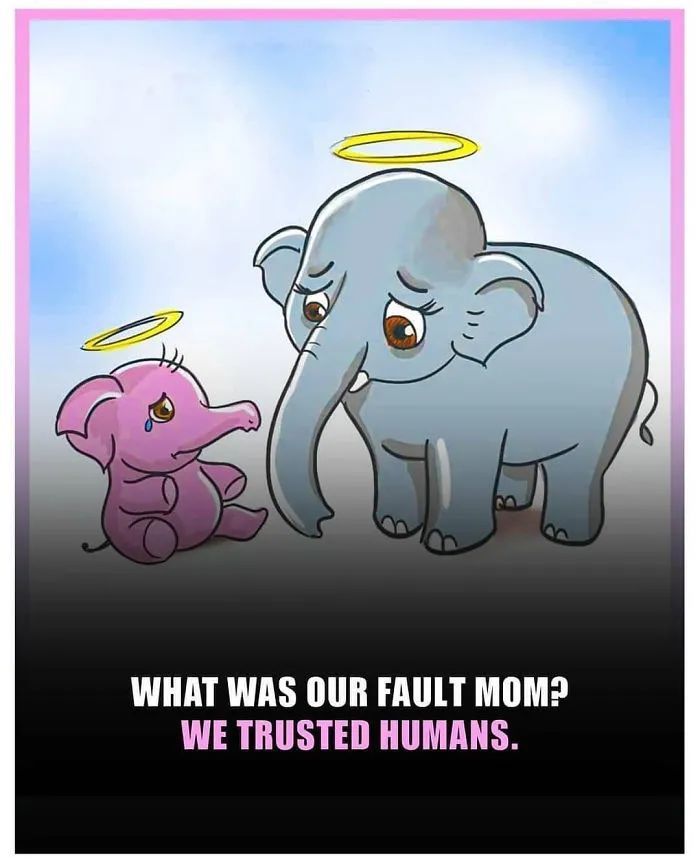 大象|救命！她到死都不知道做错了什么……