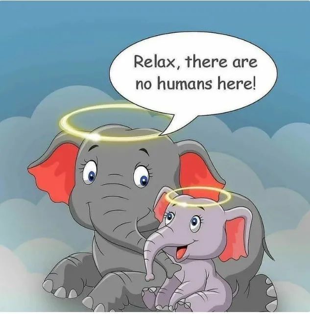 大象|救命！她到死都不知道做错了什么……