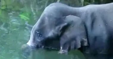 大象|救命！她到死都不知道做错了什么……