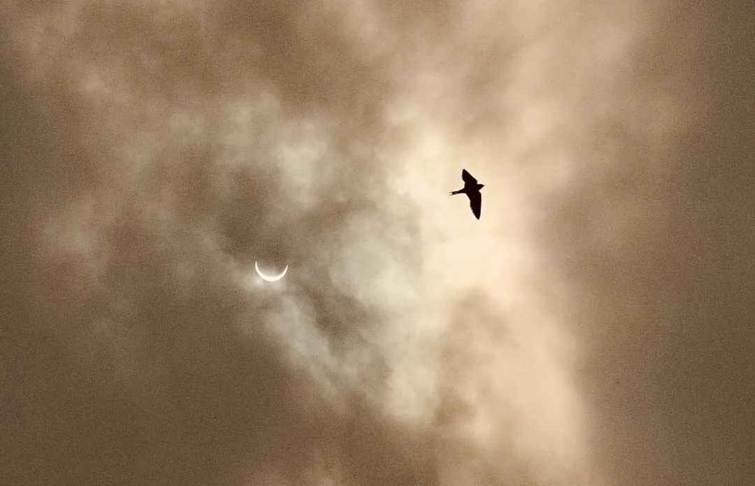 日食|高清大图！金边日食高光时刻