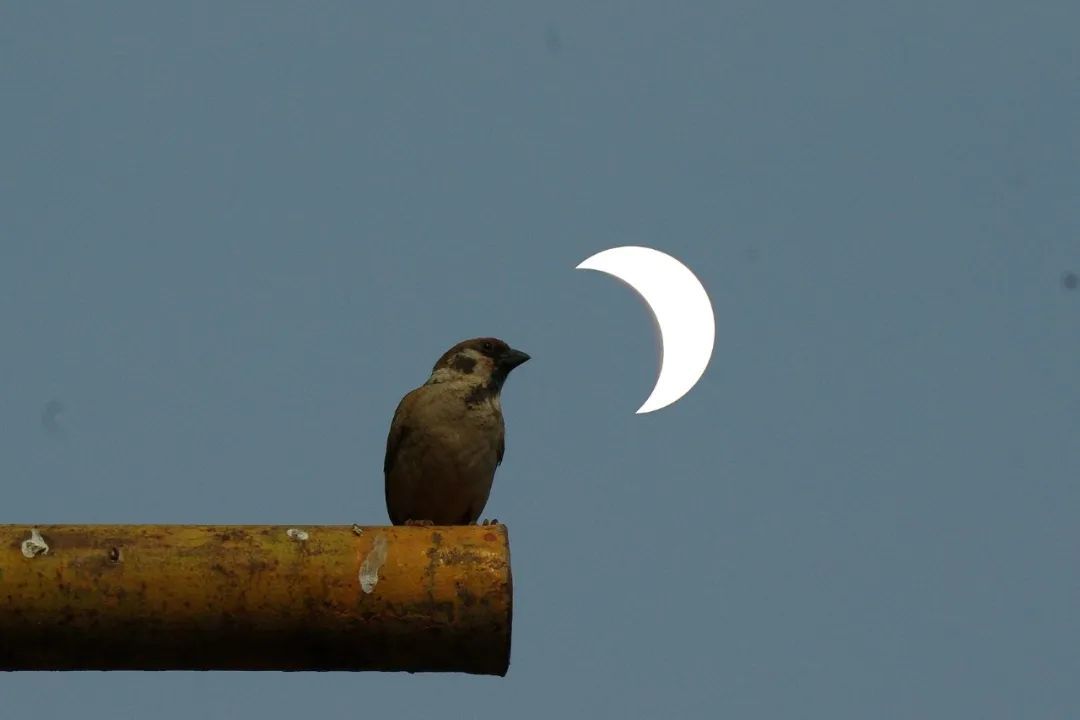 日食|高清大图！金边日食高光时刻