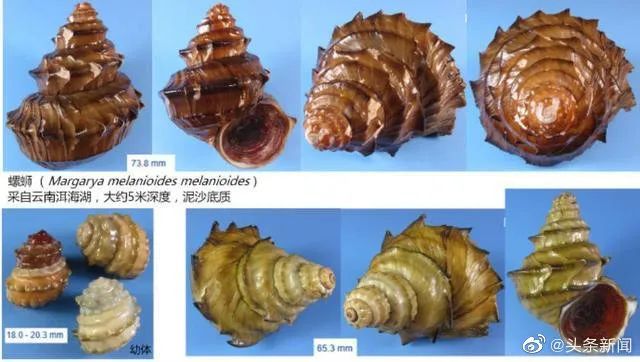 螺蛳粉|螺蛳拟被列入野生动物保护名录，还能好好嗦粉吗？