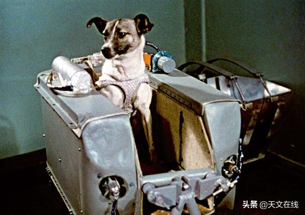 莱卡|飞向太空的一只莫斯科街头流浪狗莱卡