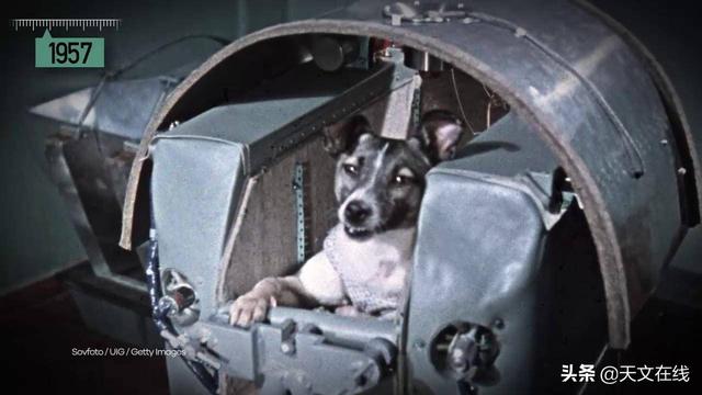 莱卡|飞向太空的一只莫斯科街头流浪狗莱卡