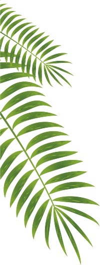 绿豆芽|今日小暑丨陪你跳进热烈的夏天~