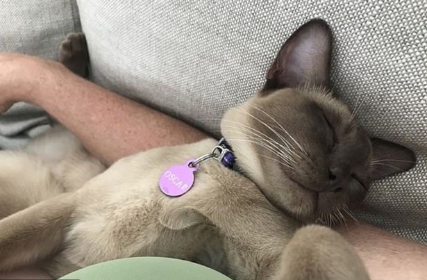 海外网|奇迹！澳一宠物猫躲进洗衣机打盹 被清洗12分钟后存活