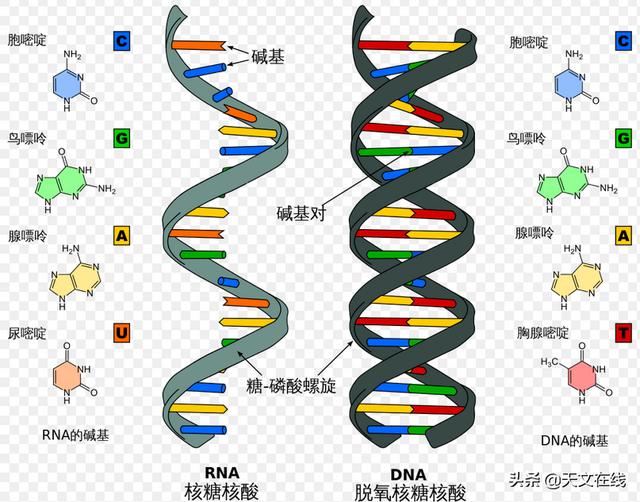 天文|新论文启示录：宇宙中生命常见，但却相距甚远