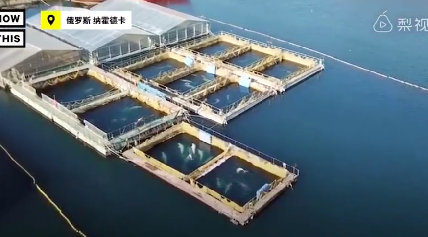 虎鲸|她在俄罗斯被囚禁虐待的那些年……