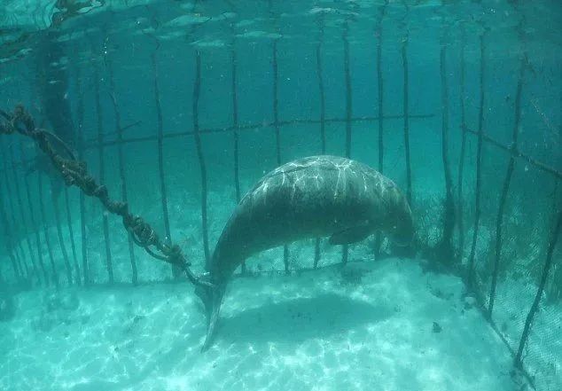 虎鲸|她在俄罗斯被囚禁虐待的那些年……