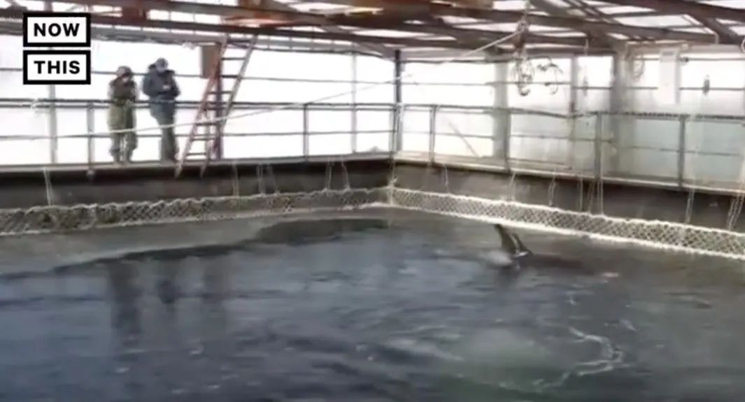 虎鲸|她在俄罗斯被囚禁虐待的那些年……