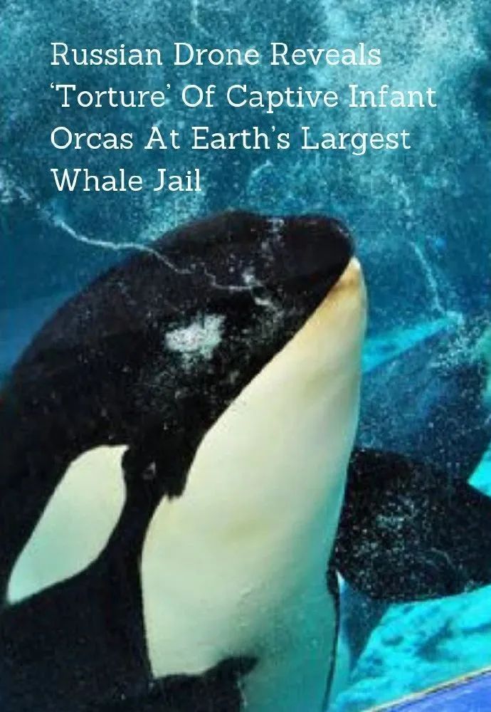 虎鲸|她在俄罗斯被囚禁虐待的那些年……