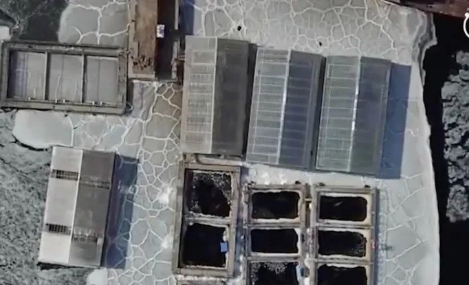 虎鲸|她在俄罗斯被囚禁虐待的那些年……