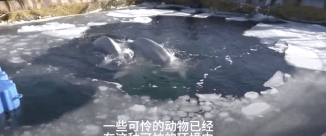 虎鲸|她在俄罗斯被囚禁虐待的那些年……