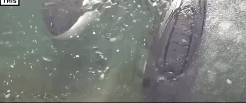 虎鲸|她在俄罗斯被囚禁虐待的那些年……