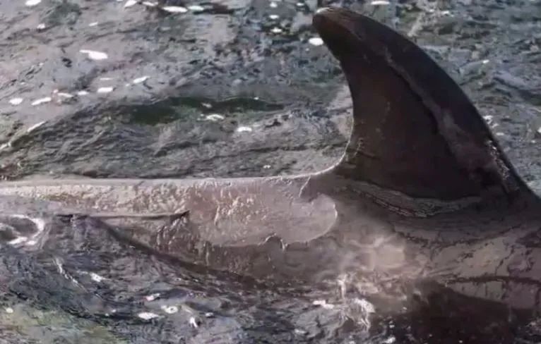 虎鲸|她在俄罗斯被囚禁虐待的那些年……