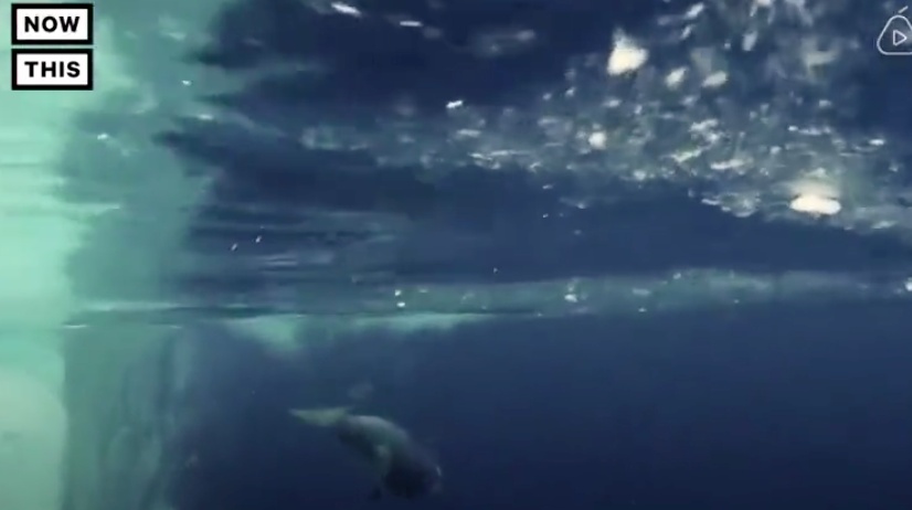 虎鲸|她在俄罗斯被囚禁虐待的那些年……