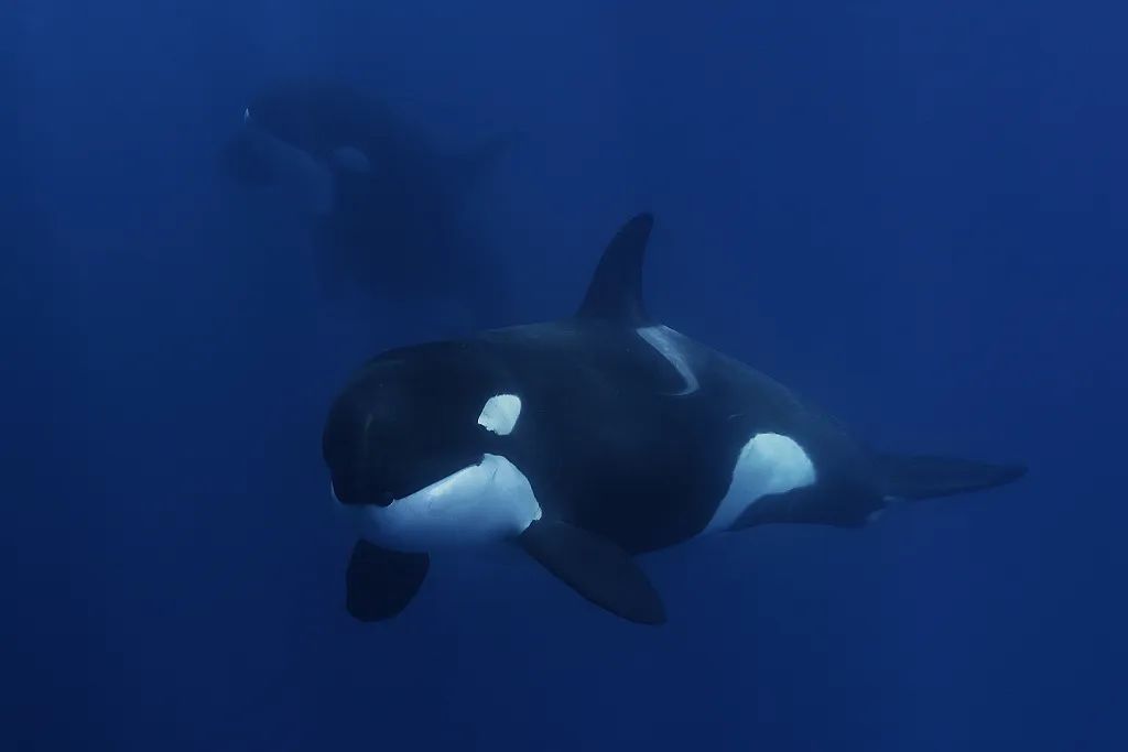 虎鲸|她在俄罗斯被囚禁虐待的那些年……