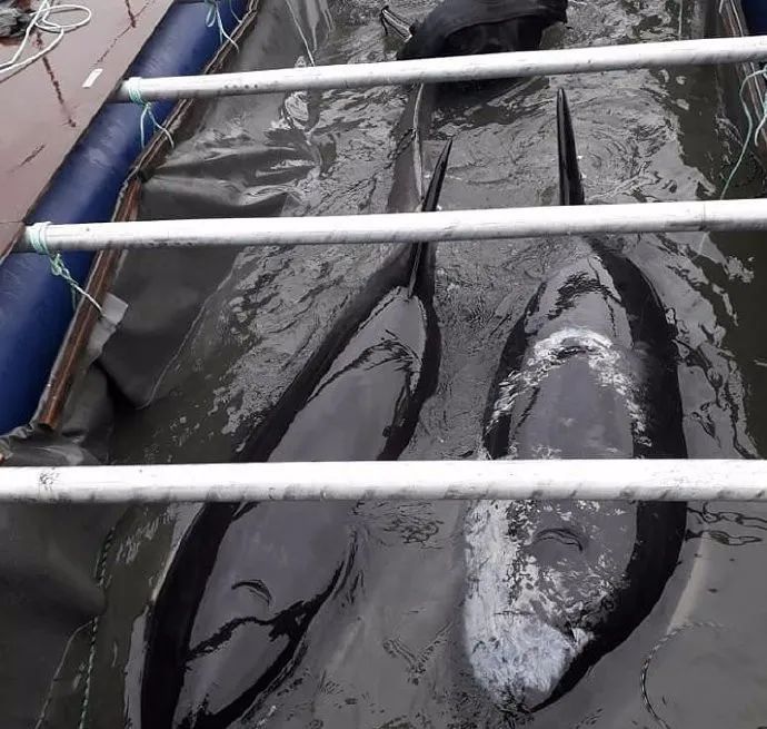 虎鲸|她在俄罗斯被囚禁虐待的那些年……