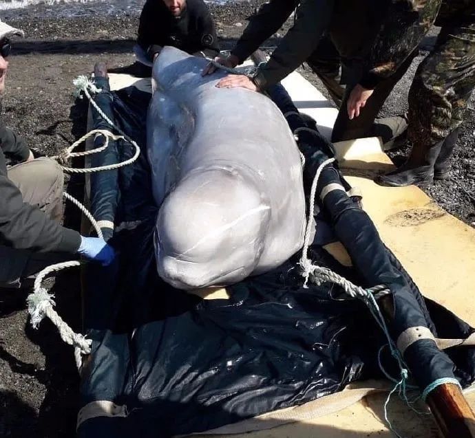 虎鲸|她在俄罗斯被囚禁虐待的那些年……