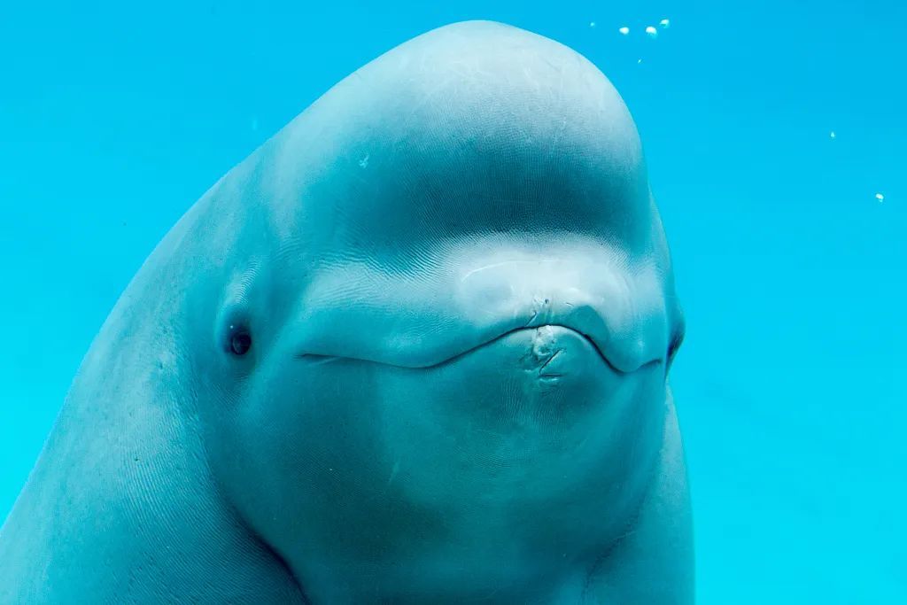 虎鲸|她在俄罗斯被囚禁虐待的那些年……