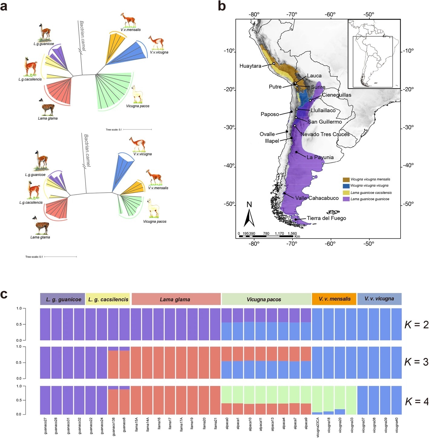 羊驼|中外团队揭示羊驼、美洲驼的起源与演变：受西班牙殖民影响