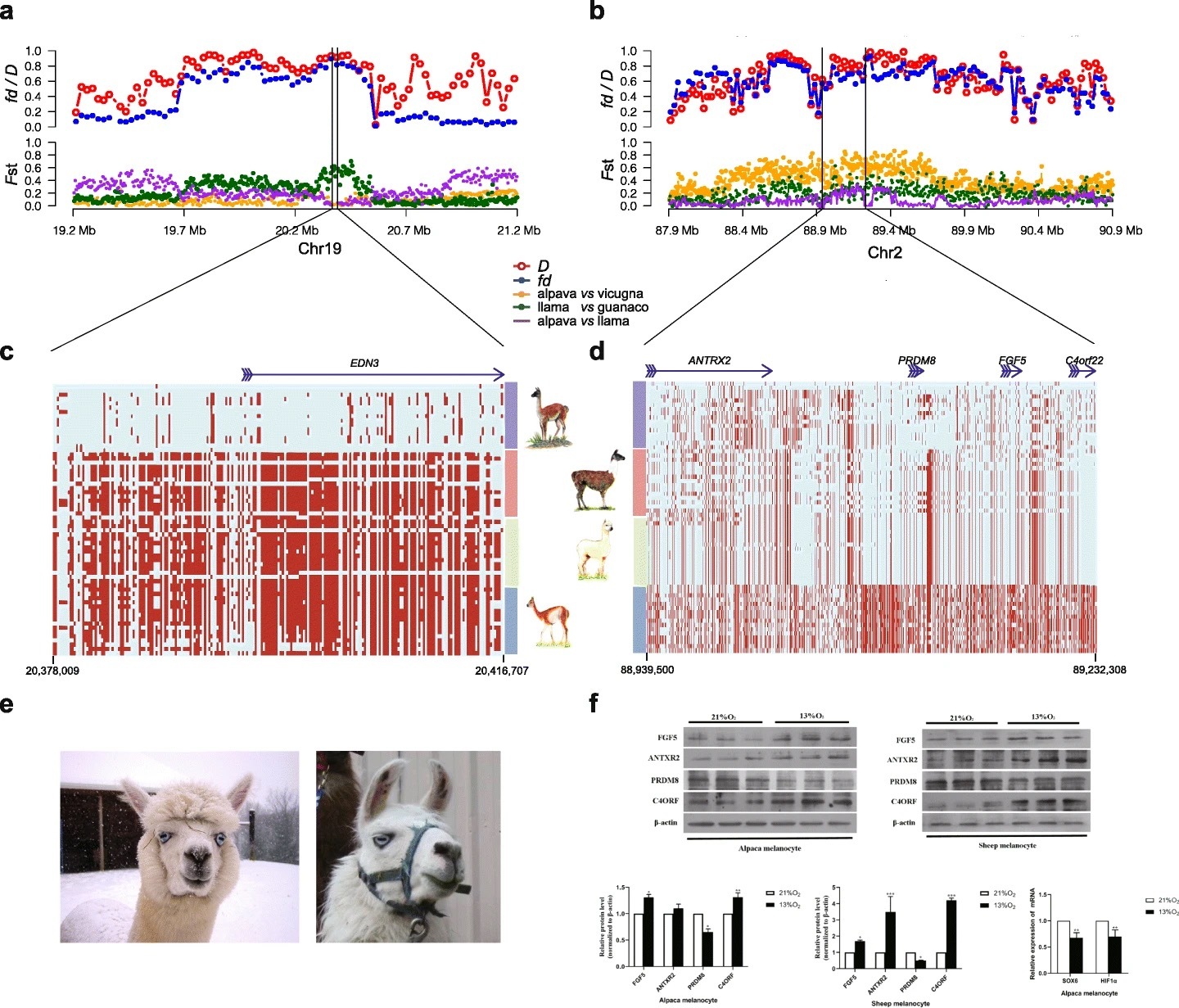 羊驼|中外团队揭示羊驼、美洲驼的起源与演变：受西班牙殖民影响