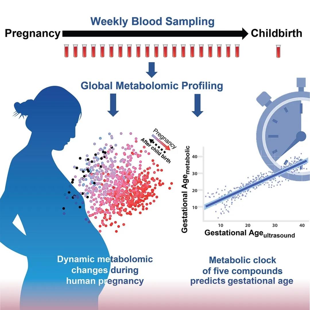 孕妇|科学家发现孕妇血液中的“分子时钟”，可准确预测孕期和预产期