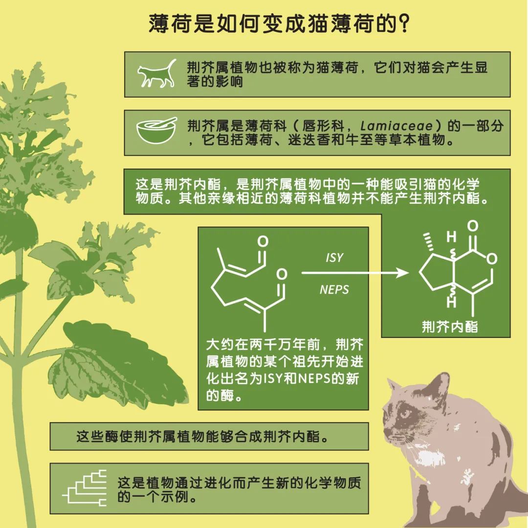 猫薄荷|猫薄荷里的致嗨武器是怎么来的