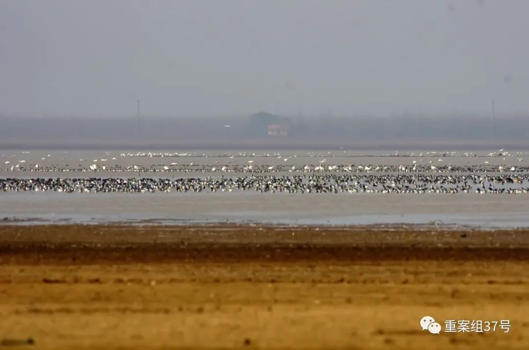 长江|鄱阳湖高水位，白鹤等越冬水鸟恐遭灭顶之灾