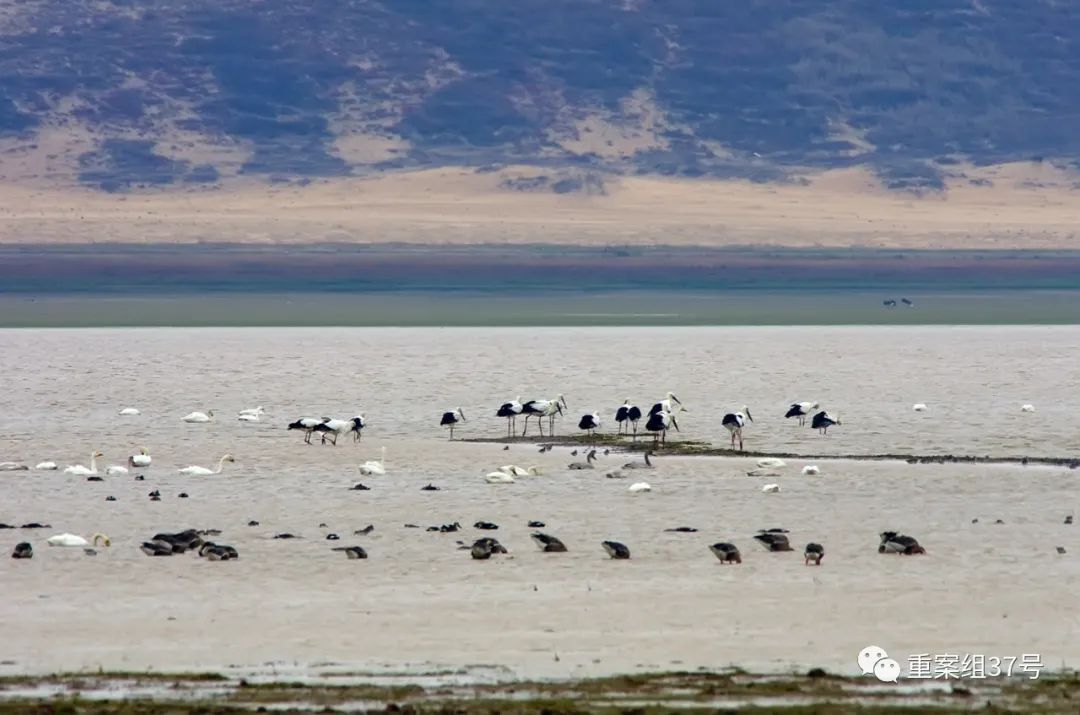 长江|鄱阳湖高水位，白鹤等越冬水鸟恐遭灭顶之灾