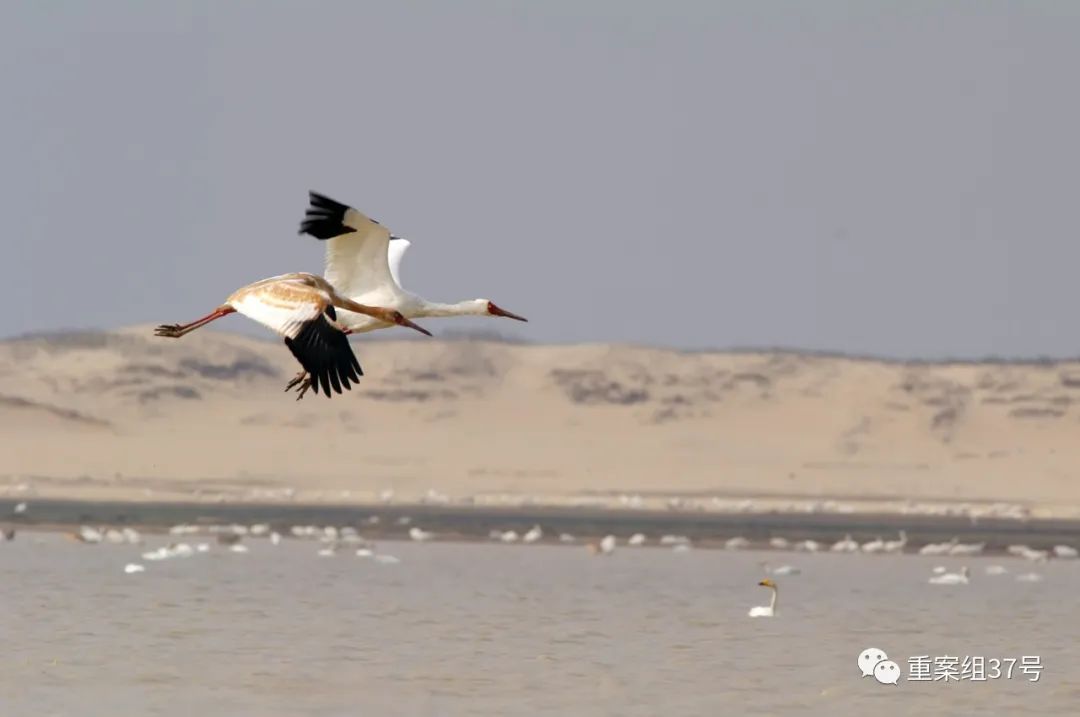 长江|鄱阳湖高水位,白鹤等越冬水鸟恐遭灭顶之灾