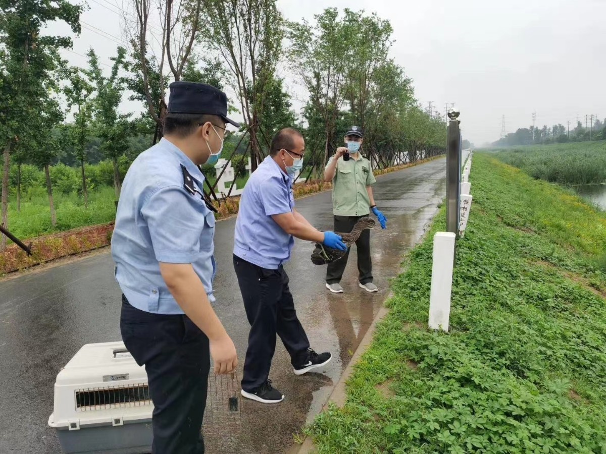 夜鹭|受伤夜鹭遭遇暴雨无法飞行，多亏遇到了热心大兴居民