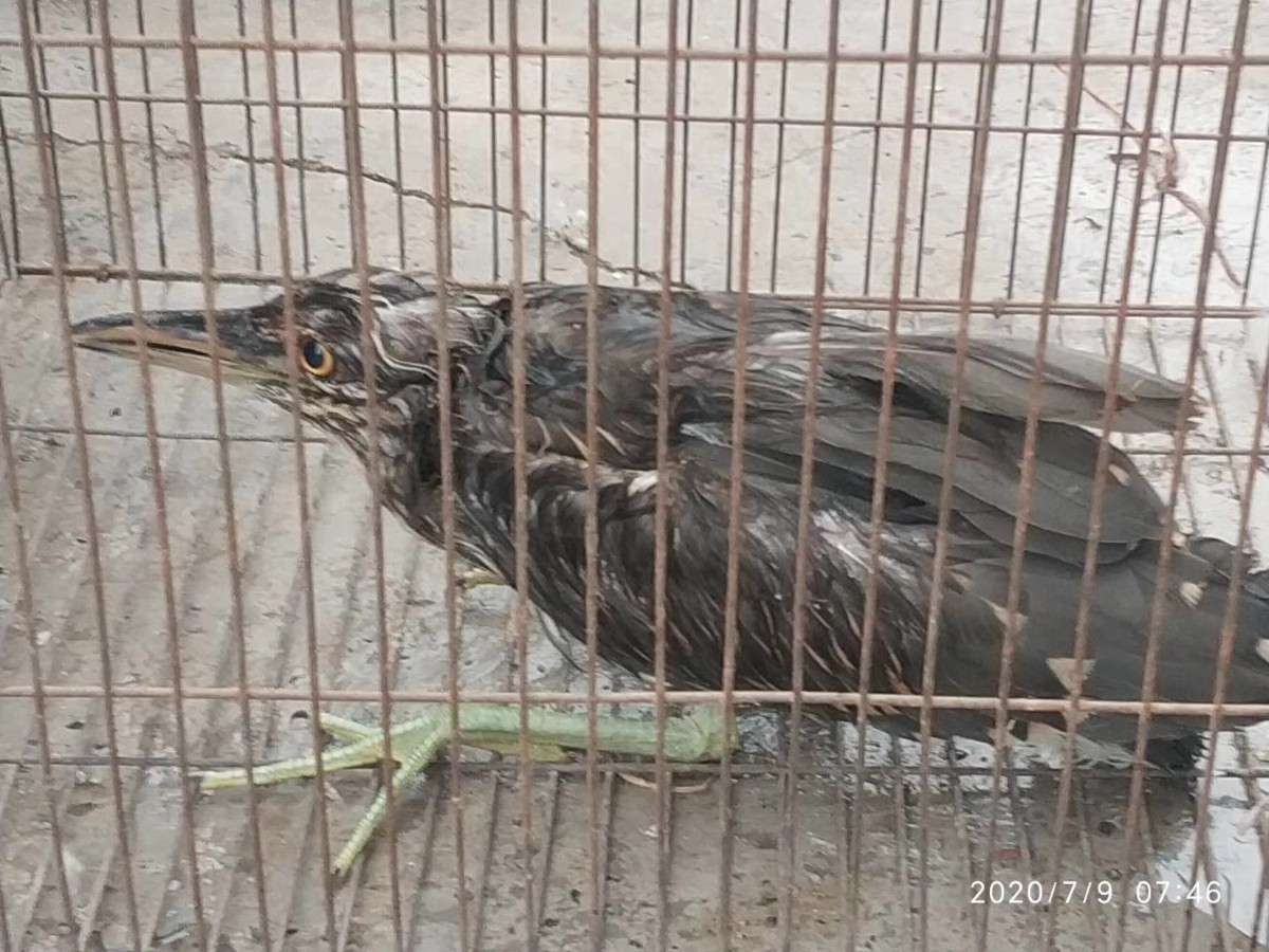 夜鹭|受伤夜鹭遭遇暴雨无法飞行，多亏遇到了热心大兴居民