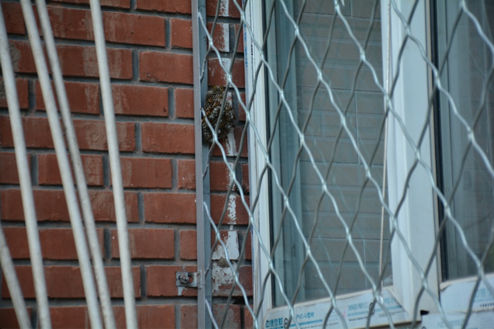 马蜂|四五个马蜂窝“抱团”扰民，消防员清除完后顺便给居民做了科普