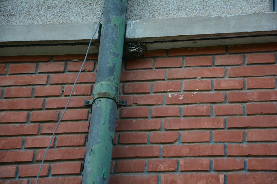 马蜂|四五个马蜂窝“抱团”扰民，消防员清除完后顺便给居民做了科普