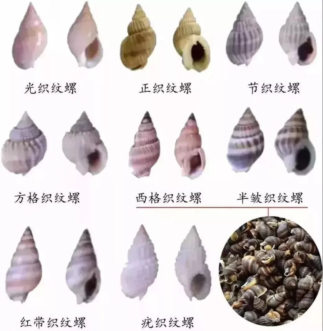 织纹螺|紧急提醒！这种螺千万别吃，一颗就可能致命！