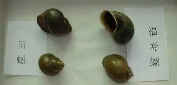 织纹螺|紧急提醒！这种螺千万别吃，一颗就可能致命！