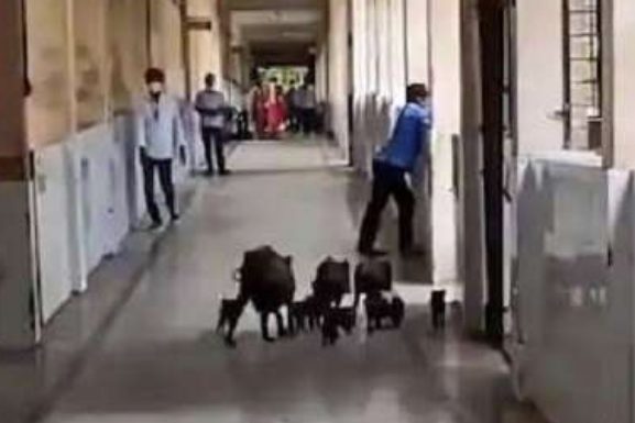 国际|印度新冠肺炎定点医院现状：黑猪四处乱窜 天花板大漏水