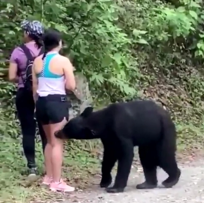 文汇报|路遇大黑熊从腿嗅到头，这个女孩还敢玩自拍，冷静到极点