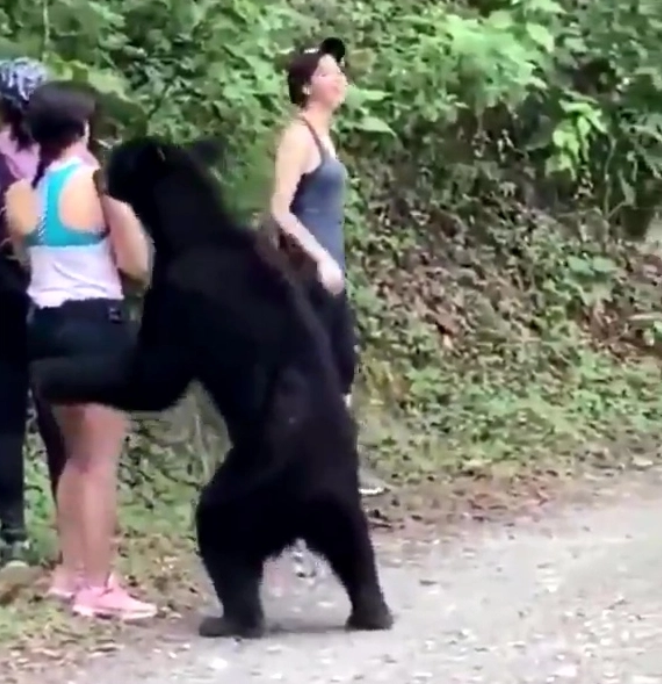 文汇报|路遇大黑熊从腿嗅到头，这个女孩还敢玩自拍，冷静到极点