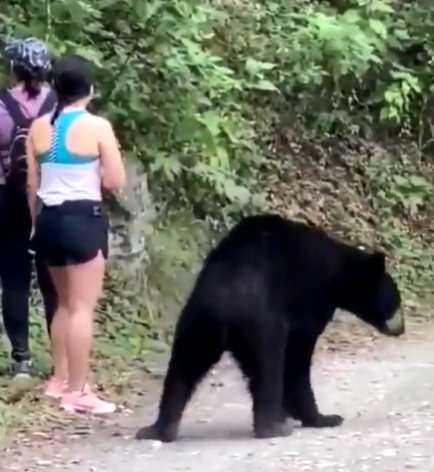 文汇报|路遇大黑熊从腿嗅到头，这个女孩还敢玩自拍，冷静到极点