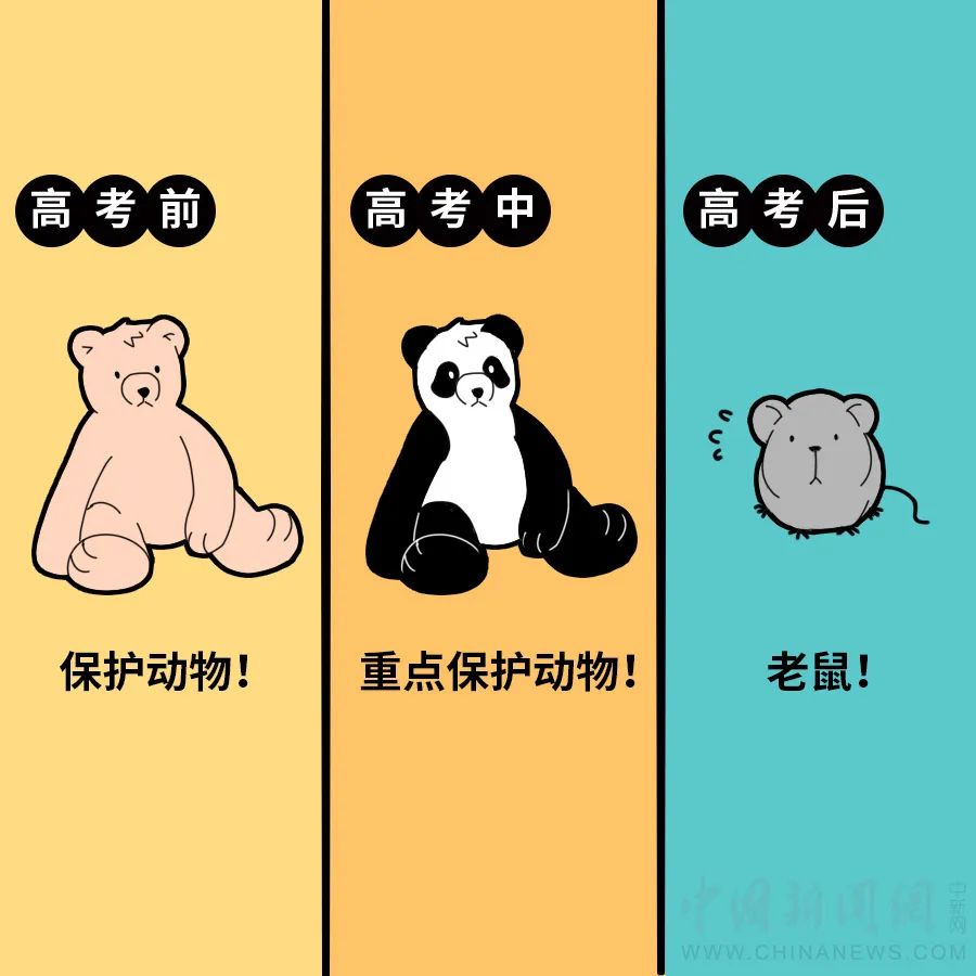 高考|《高考前后“家庭地位”图鉴》