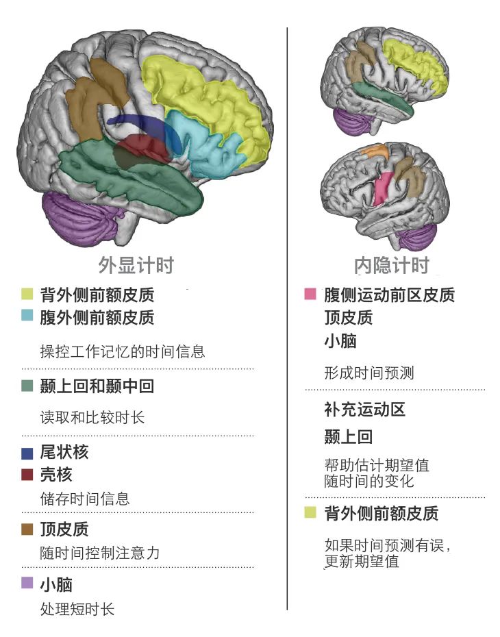 科学|大脑是如何感受到时间流逝的？