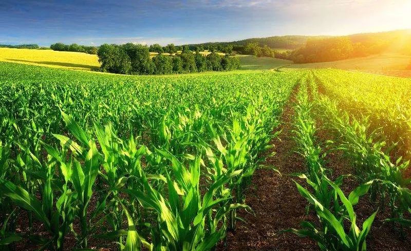 三农|“六保”财政政策促“三农”稳定发展