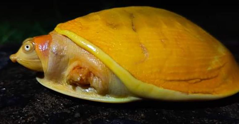 文汇报|印度农民发现金龟,外形酷似柠檬,专家:活久见