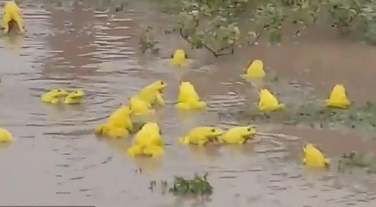 文汇报|印度农民发现金龟,外形酷似柠檬,专家:活久见