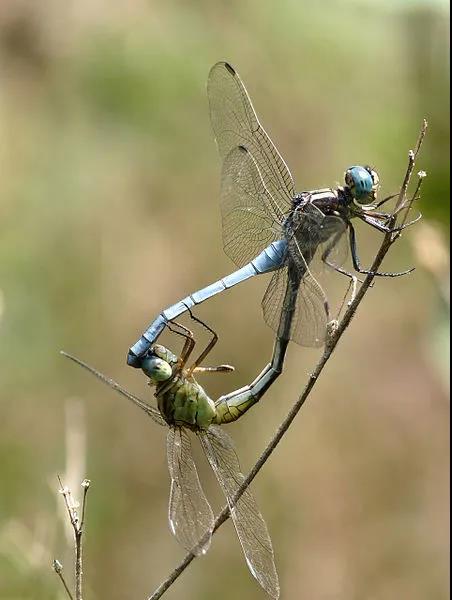 蜻蜓|为什么现在下雨天也少有蜻蜓了？因为人类欺骗了它们的感情